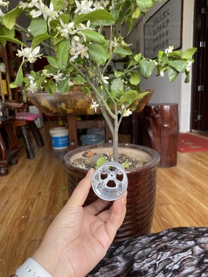 1 (20)